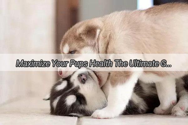 Maximize Your Pups Health The Ultimate Guide to Top Nutritional Supplements for Dogs